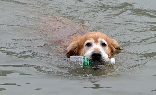  愛(ài)撿瓶子的環(huán)保狗狗 主動(dòng)撿瓶子丟垃圾桶